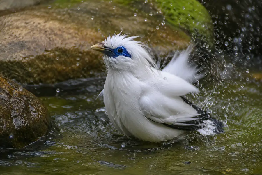 A white Bali starling splashing water while bathing near mossy rocks in a stream.