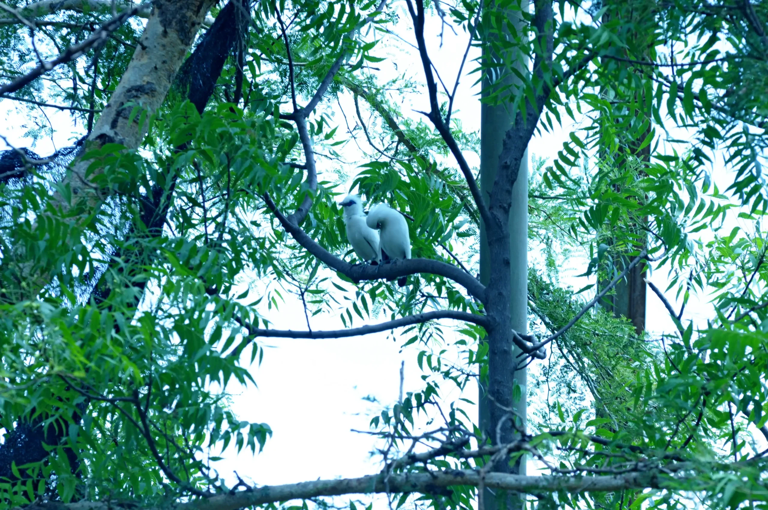 A white Bali starling splashing water in a shallow stream next to mossy rocks.