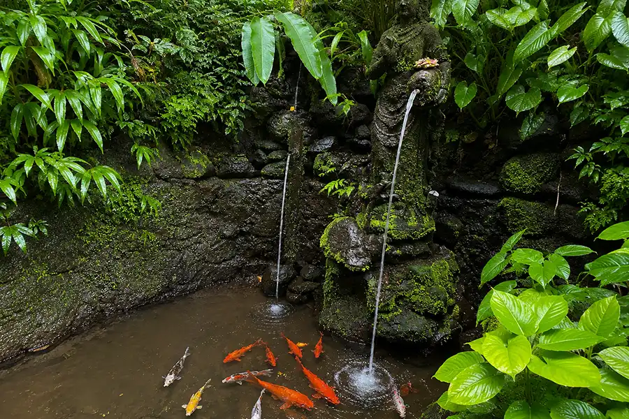 Colorful koi fish swimming in a small stone pool beneath a mossy statue fountain surrounded by green plants.