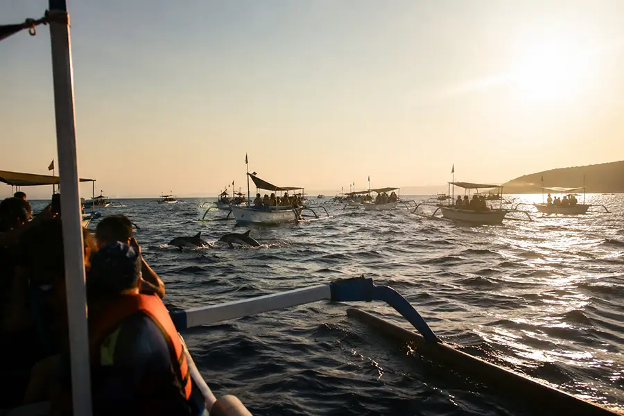 Several dolphins swimming and breaching near tourist boats in the ocean during sunrise.