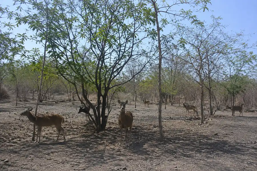 A small herd of wild Javan rusa deer standing beneath sparse forest trees on a dry dirt clearing.