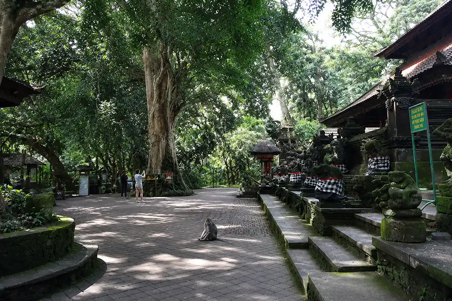 A wild monkey sitting on a paved courtyard path lined with mossy stone statues under massive green banyan trees.