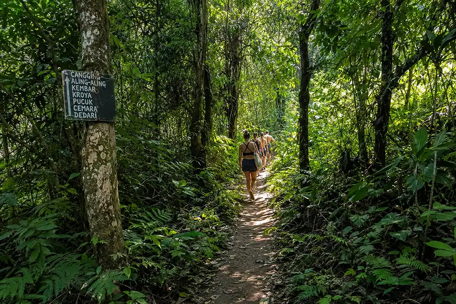 Hikers walking along a narrow dirt path through a dense green forest next to a wooden directional sign.