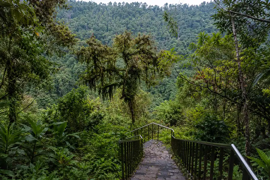Stone stairs with metal railings leading down into a dense green forest valley with mossy trees.