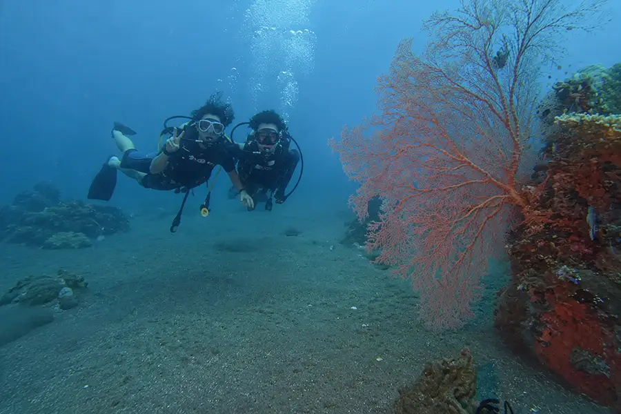 Two scuba divers swimming over a dark sand seabed next to a large orange sea fan coral.