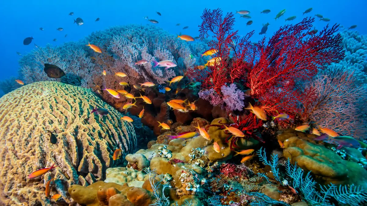 Scuba diver admiring colorful coral reefs and tropical marine life in Amed, Bali.