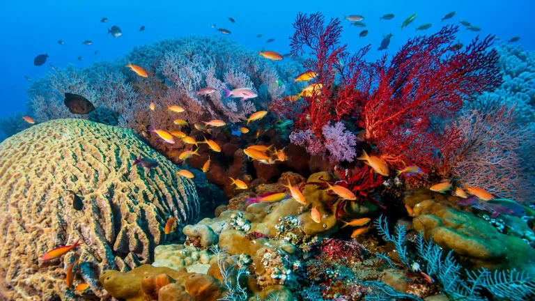 Amed Diving: Best Dive Sites, Conditions, and Prices in Bali
