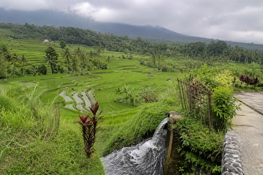 Fresh mountain water pouring from a pipe spillway next to a bamboo fence into terraced rice paddies operated under the bali subak system.