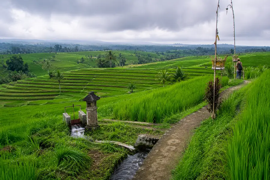 An irrigation water gate and concrete channel flowing through lush, expansive green rice terraces managed by the bali subak system.