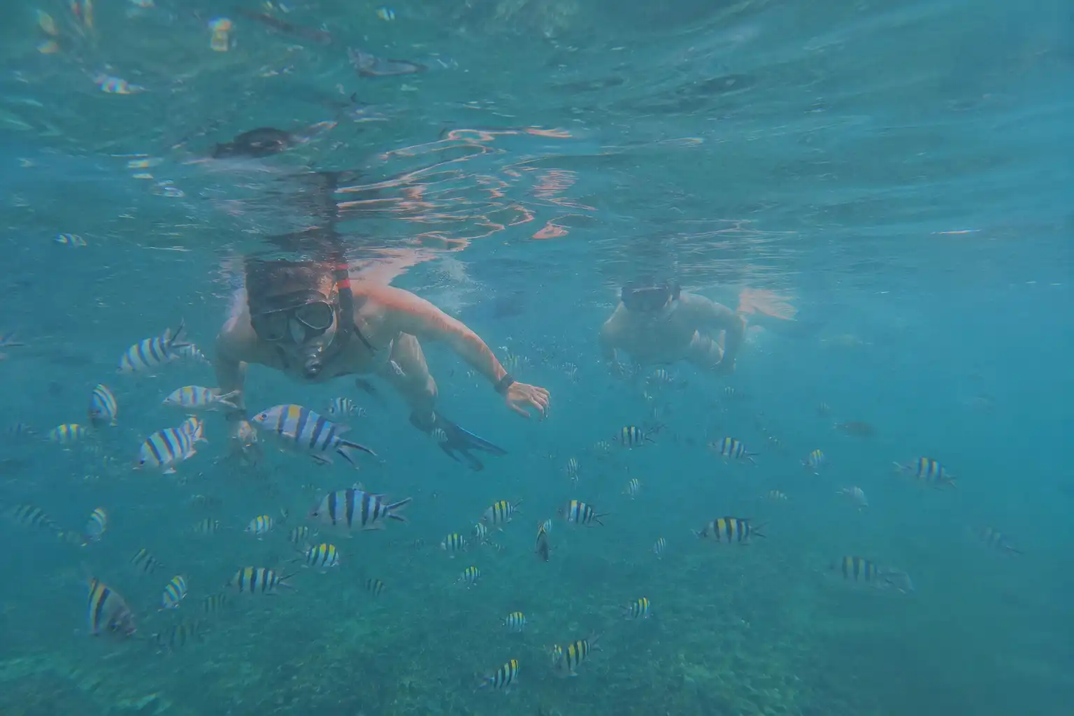 An underwater view of two snorkelers wearing masks and fins, swimming just below the surface and surrounded by a dense school of black-and-white striped fish.