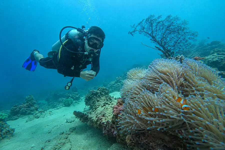A diver floating near a large sea anemone populated by orange clownfish.