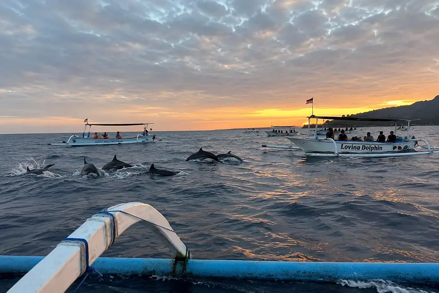 Wild dolphins jumping near a traditional boat during sunrise in Lovina, Bali