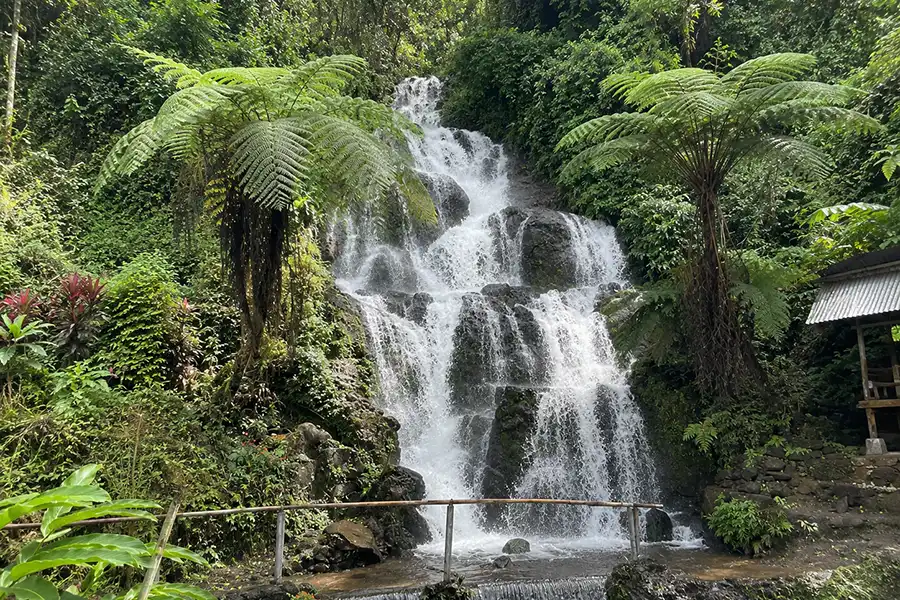 A wide, cascading tropical waterfall framed beautifully by two giant tree ferns.