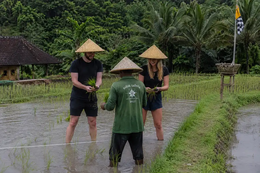 Two tourists wearing traditional conical straw hats standing in a muddy rice paddy and learning to plant rice from a local farmer, enjoying unique bali experiences in a beautiful natural setting.